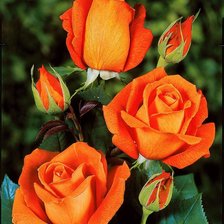 Схема вышивки «Розы»