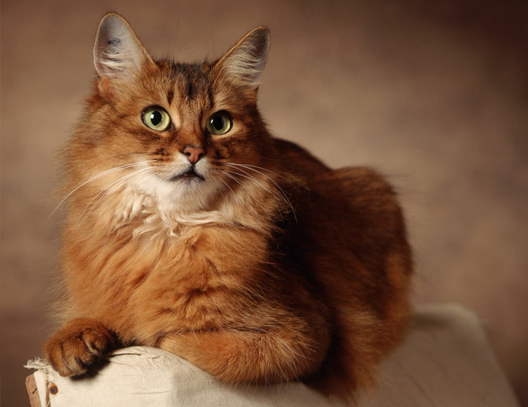 Кисуля - кошки, животные - оригинал