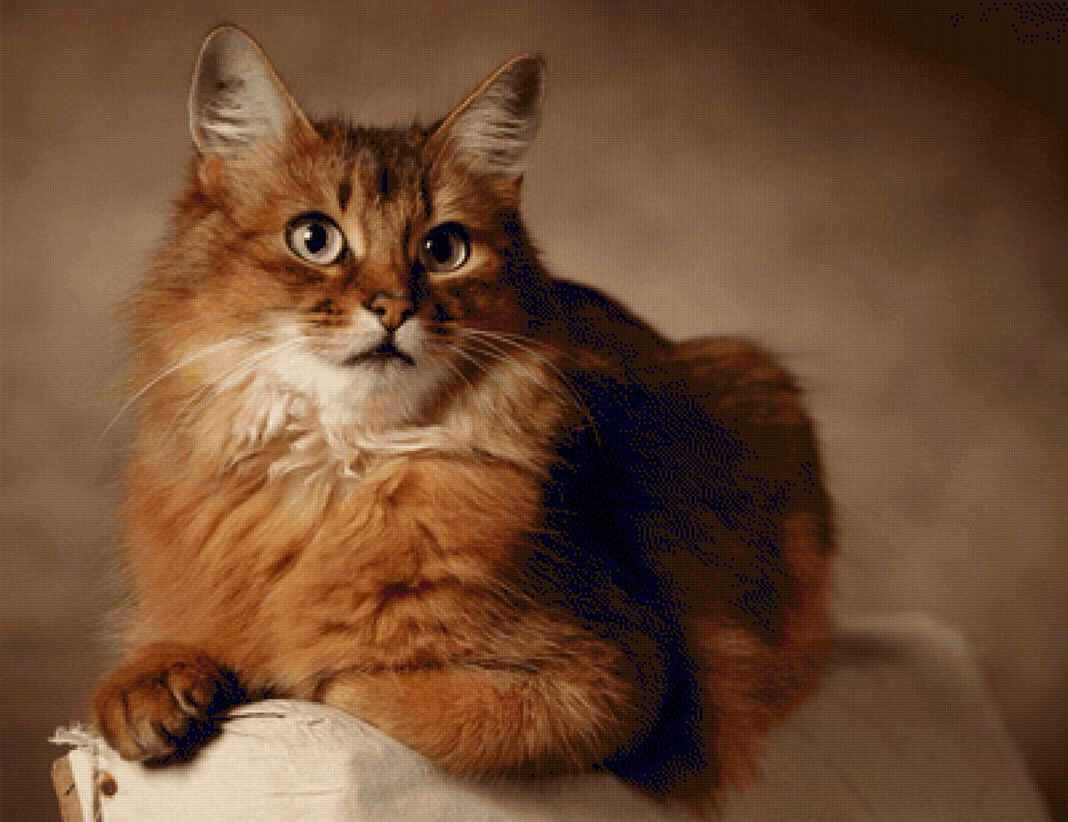 Кисуля - животные, кошки - предпросмотр