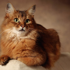 Схема вышивки «Кисуля»