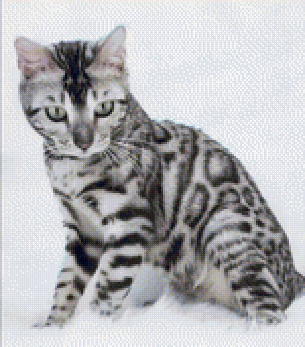 Бенгальская кошка3 - предпросмотр