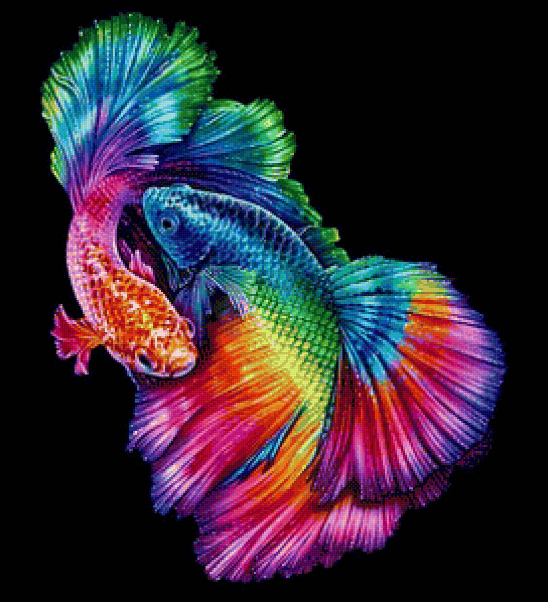 Rainbow Betta Fish - fish - предпросмотр