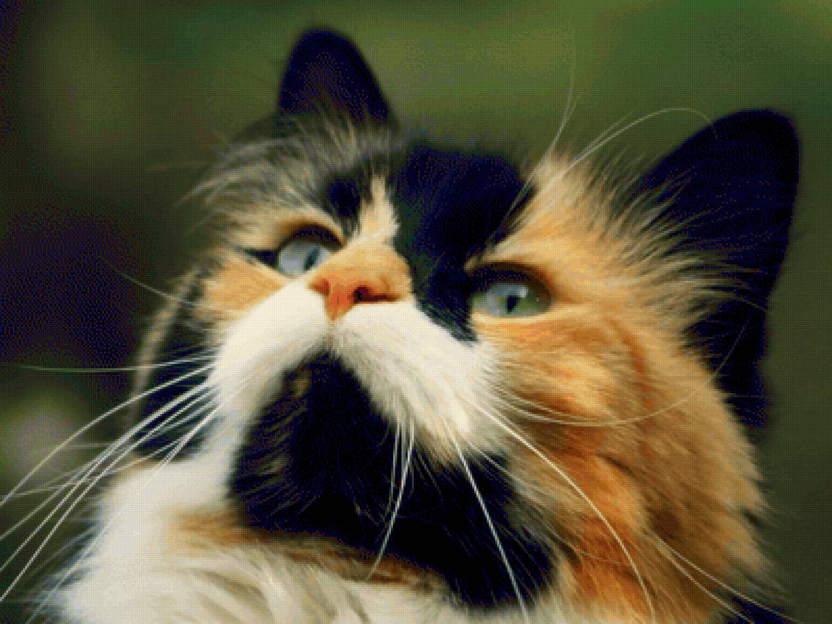 Кошачьи думы - кошки, животные - предпросмотр