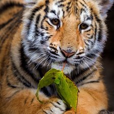 Схема вышивки «Тигренок с листочком»