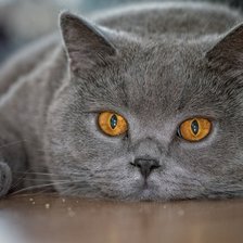 Схема вышивки «британец»