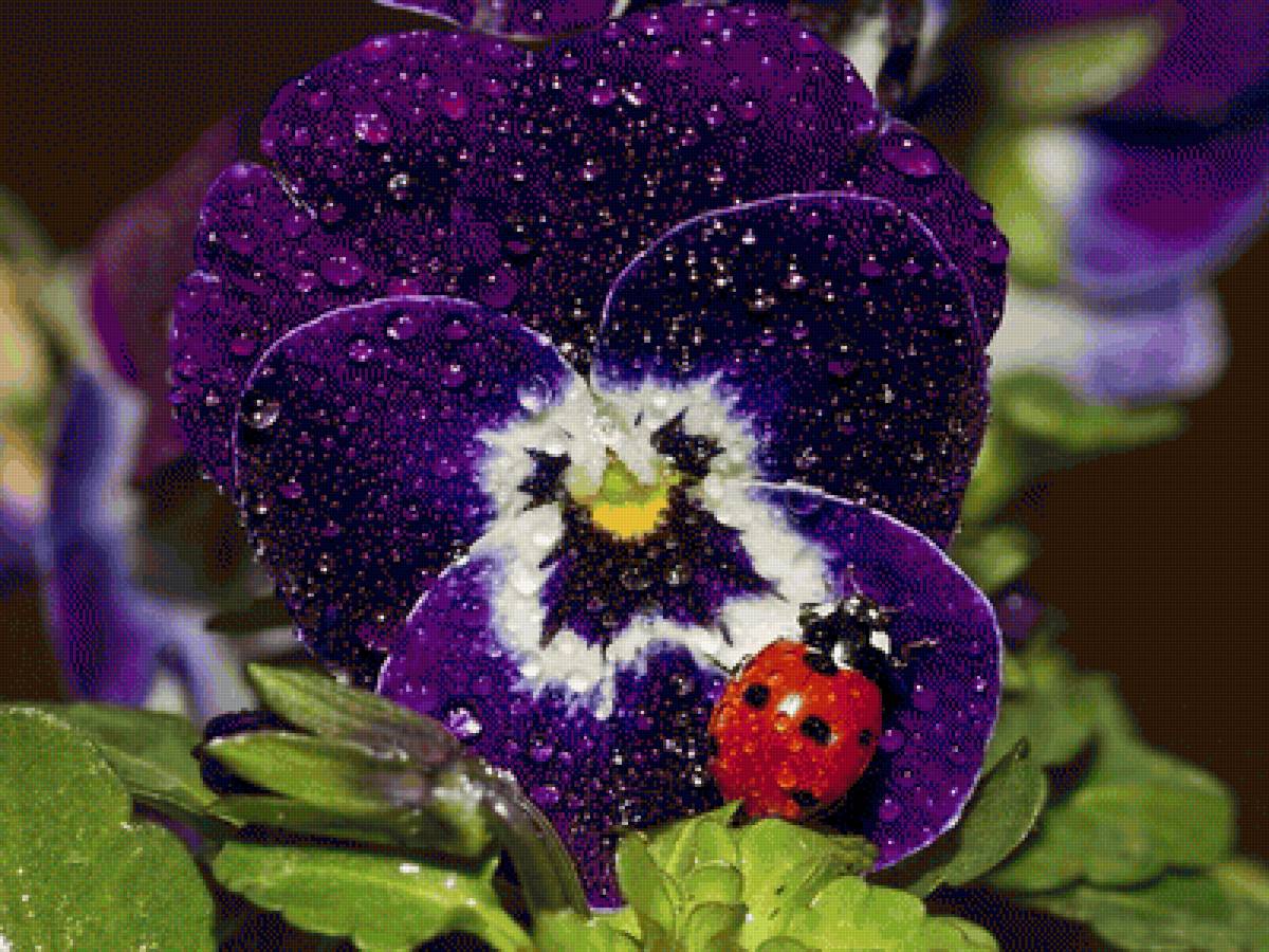 В каплях росы - анютины глазки, цветы - предпросмотр