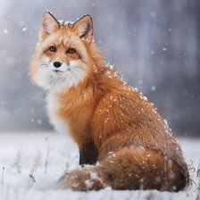 Схема вышивки «Лиса»