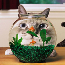 Схема вышивки «gato y pecera»