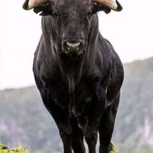 Схема вышивки «Toro»