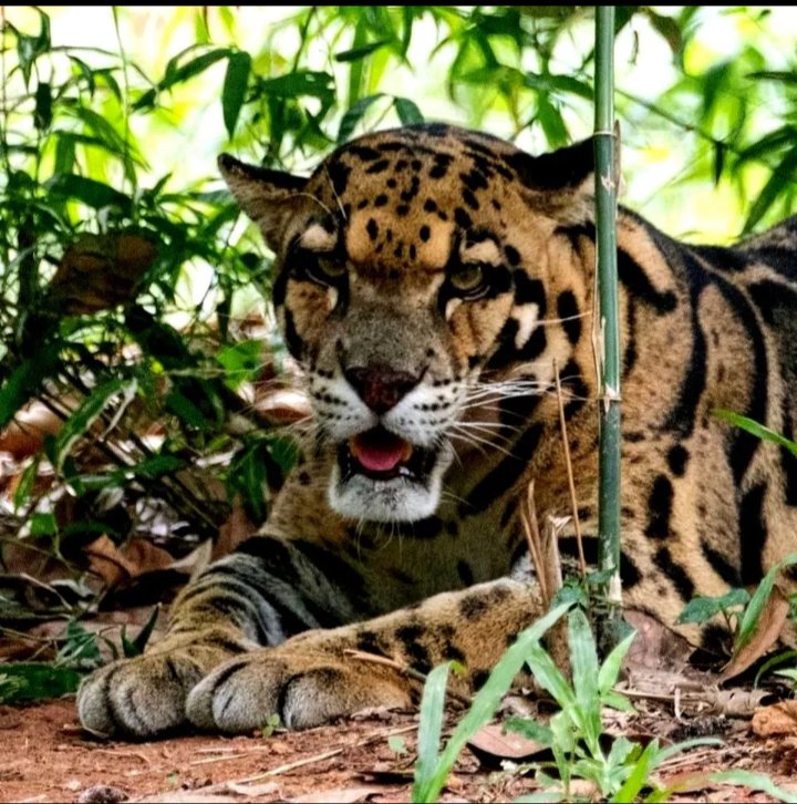 Леопард - тигры, львы, коты, кошки - оригинал