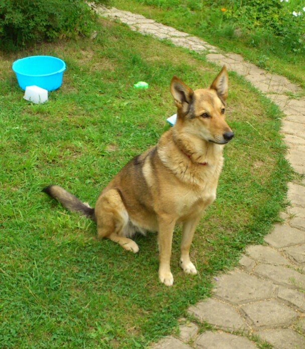 Собака Марта2 - марта - оригинал