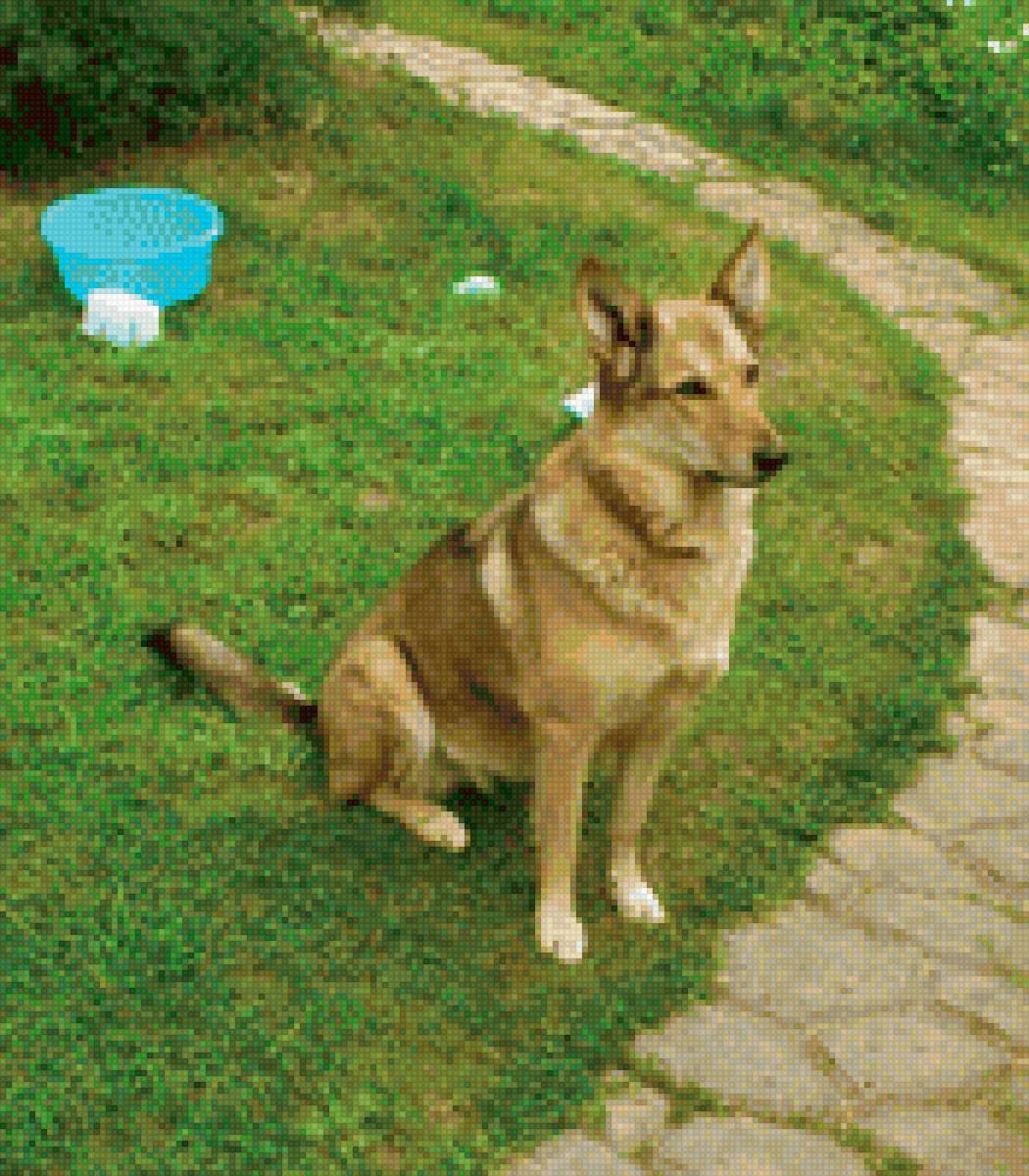 Собака Марта2 - марта - предпросмотр