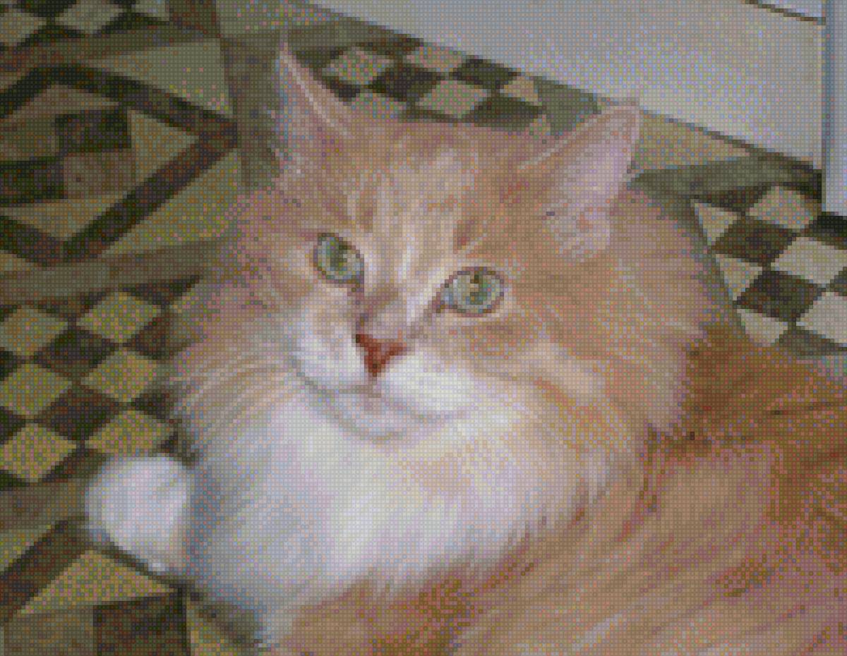 Кот Рыжик - рыжик - предпросмотр