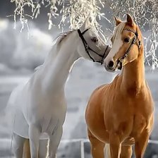 Схема вышивки «Пара лошадей»