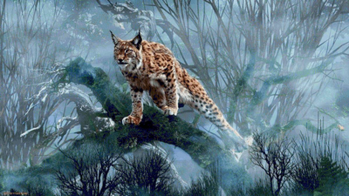 Рысь - рысь, животные - предпросмотр