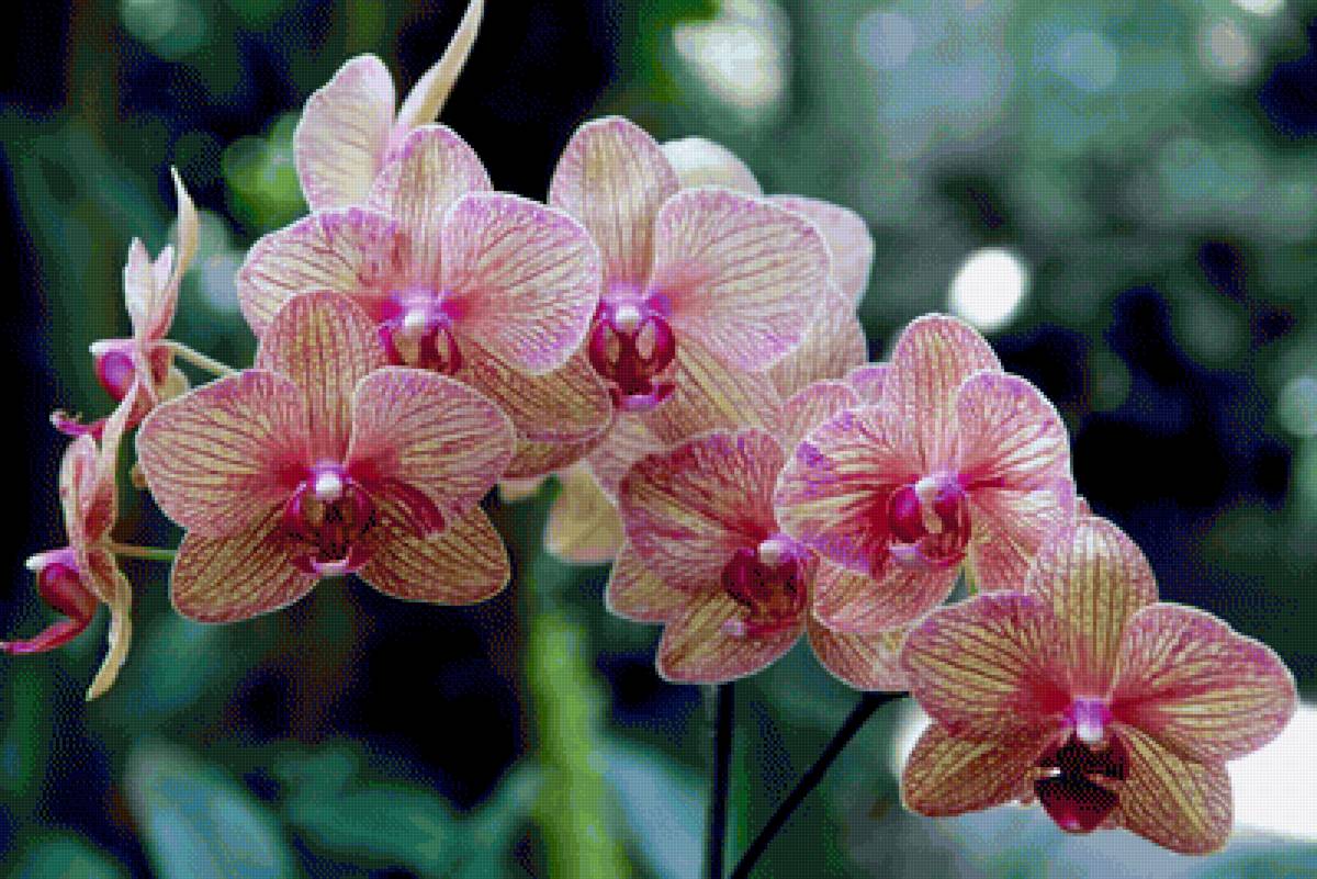 Орхидея - цветы, орхидея - предпросмотр