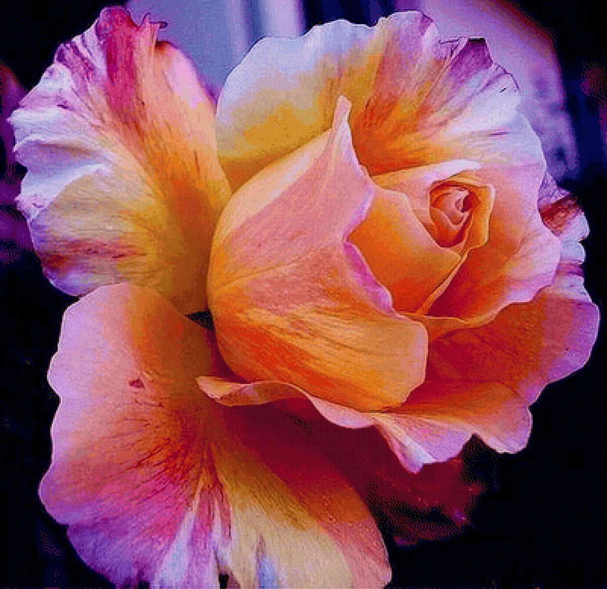 Очаровательный очаровывающий. Парижские красавицы цветы. Фото цветов Парижская красавица. Описание прелесть розы.