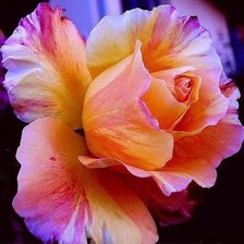 Схема вышивки «Роза»