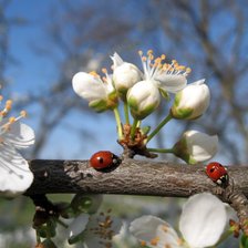 Схема вышивки «На весеннем солнышке»