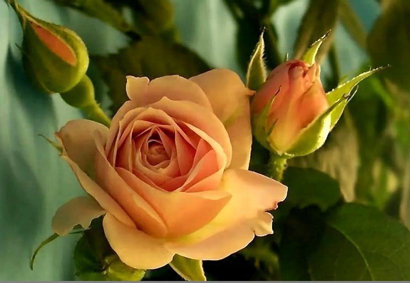 Роза - цветы, роза - оригинал