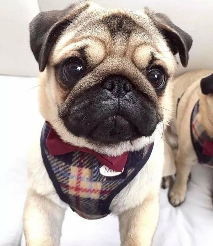 Мопс - собаки, животные - оригинал