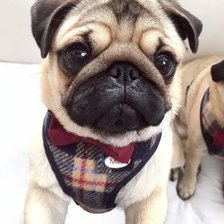 Схема вышивки «Мопс»