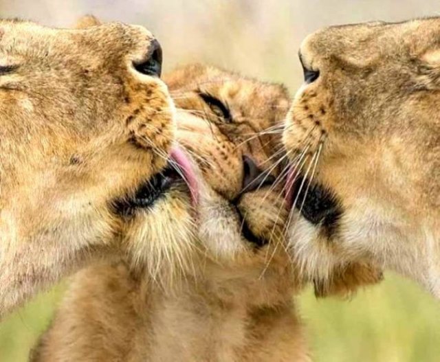 Родительска нежность - животные, львы - оригинал