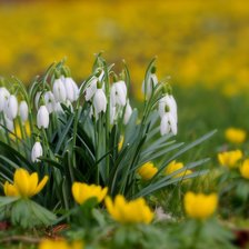 Схема вышивки «Подснежники»