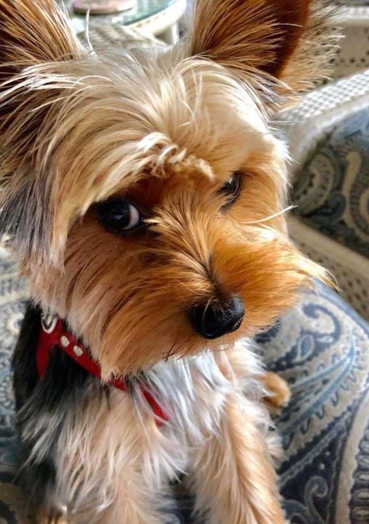 Хитрюшка - собаки, животные - оригинал