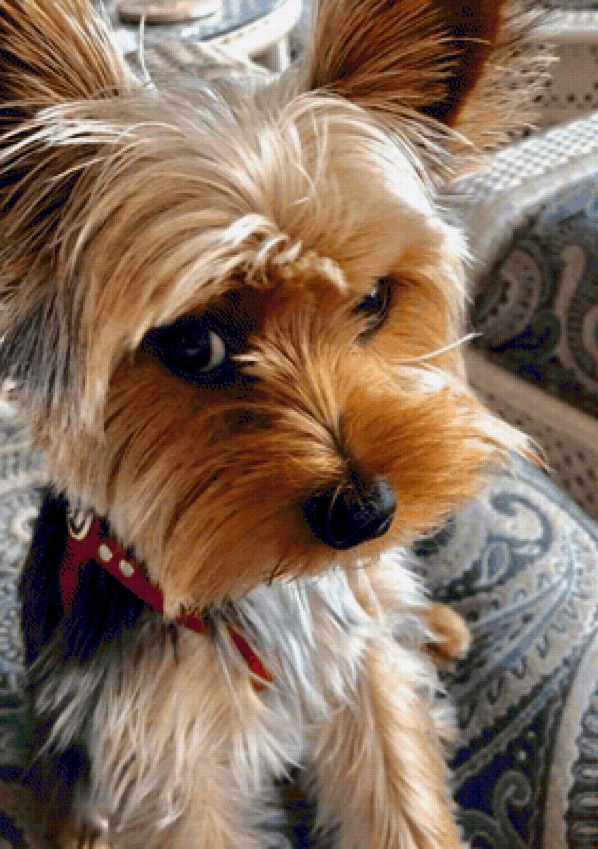 Хитрюшка - собаки, животные - предпросмотр