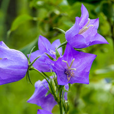 Схема вышивки «Колокольчики»