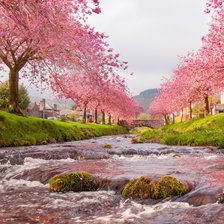 Сакура цветет