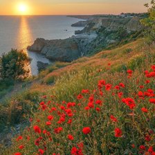 МАКИ В КРЫМУ