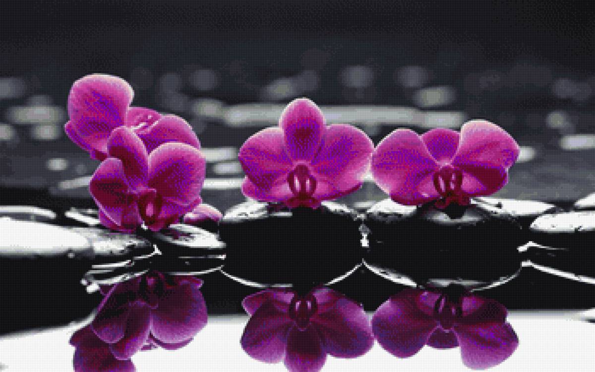 ОРХИДЕЯ - denecs - предпросмотр