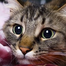 Схема вышивки «Взгляд»