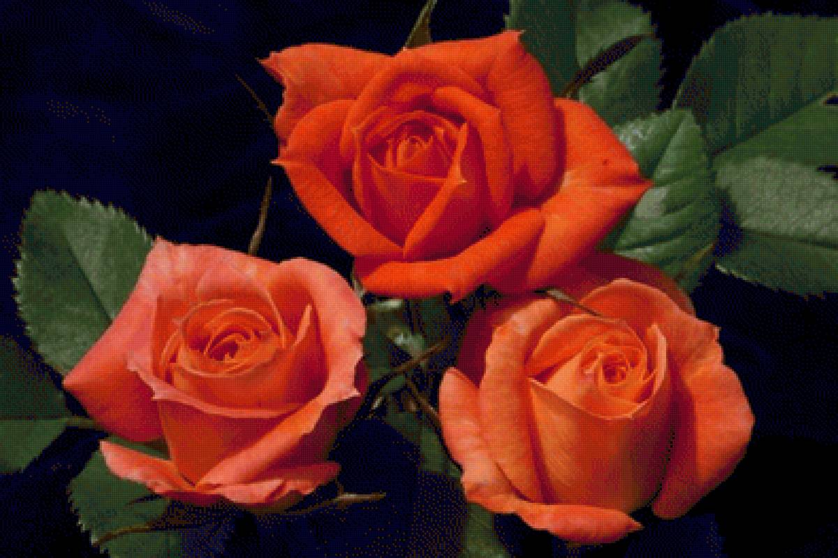 ТРри розы - роза, цветы - предпросмотр