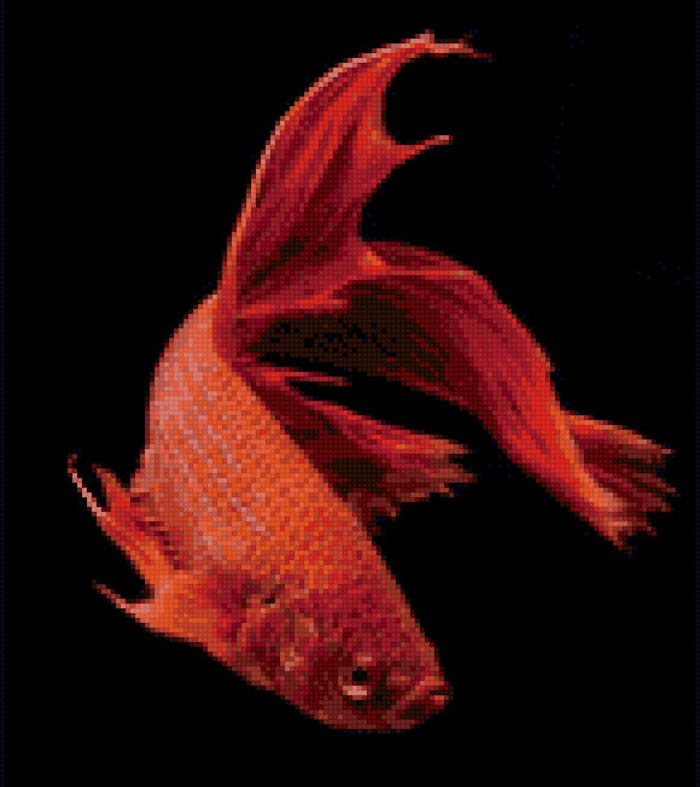 Бойцовая рыбка - рыбка - предпросмотр