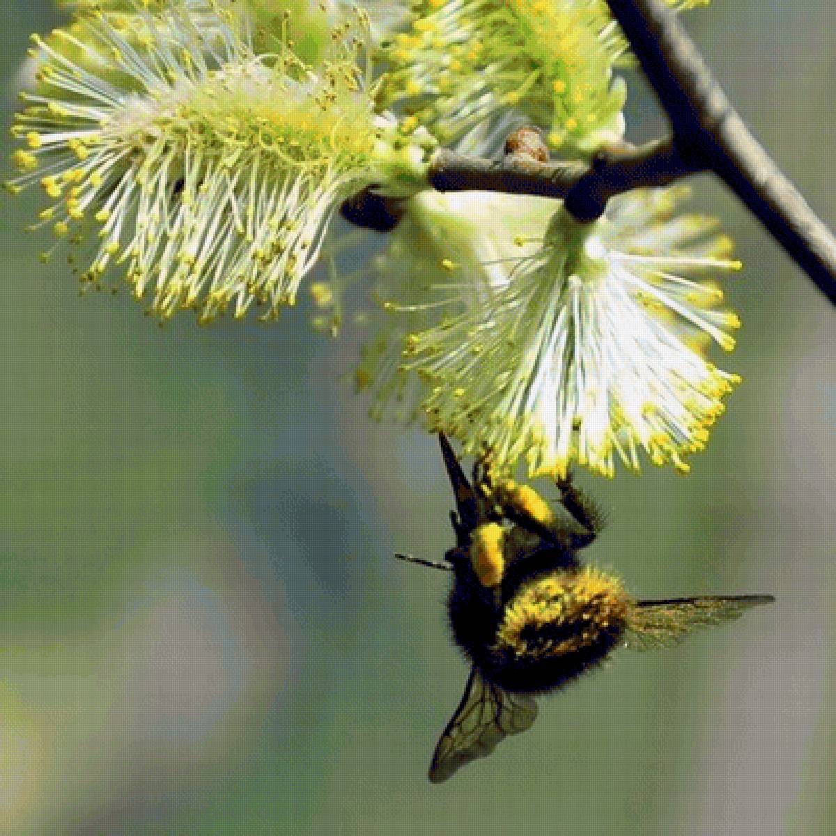 Пчелка - цветы, пчела - предпросмотр