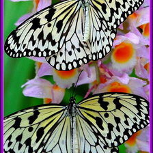 Схема вышивки «Бабочки»