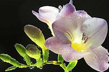 фрезия - фрезия, цветы - оригинал