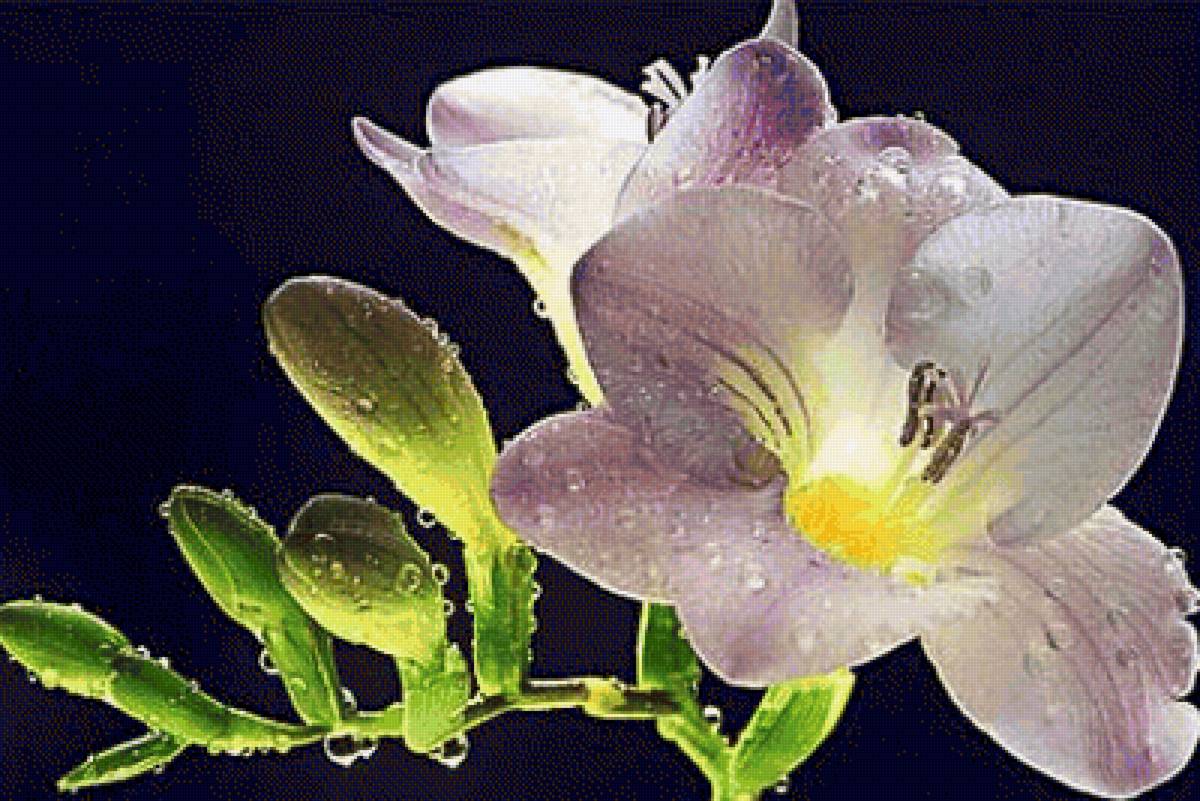 фрезия - фрезия, цветы - предпросмотр