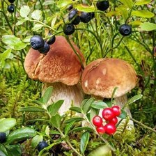 Схема вышивки «Лесные дары»