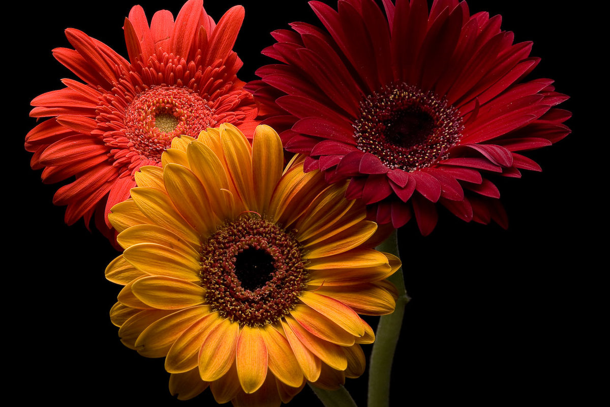 герберы - герберы на темном фоне - оригинал