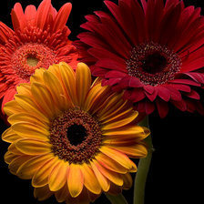 Схема вышивки «герберы»