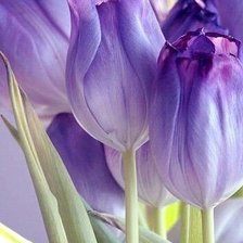 Схема вышивки «Тюльпаны»