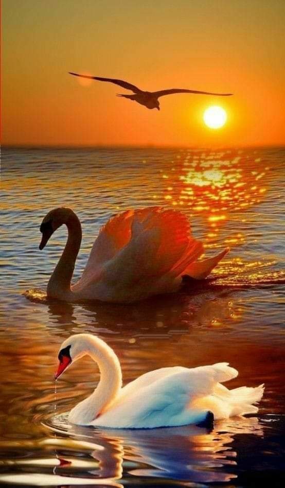 Лебеди - река, красота, закат, лебеди, природа - оригинал