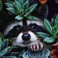 Схема вышивки «енотик»