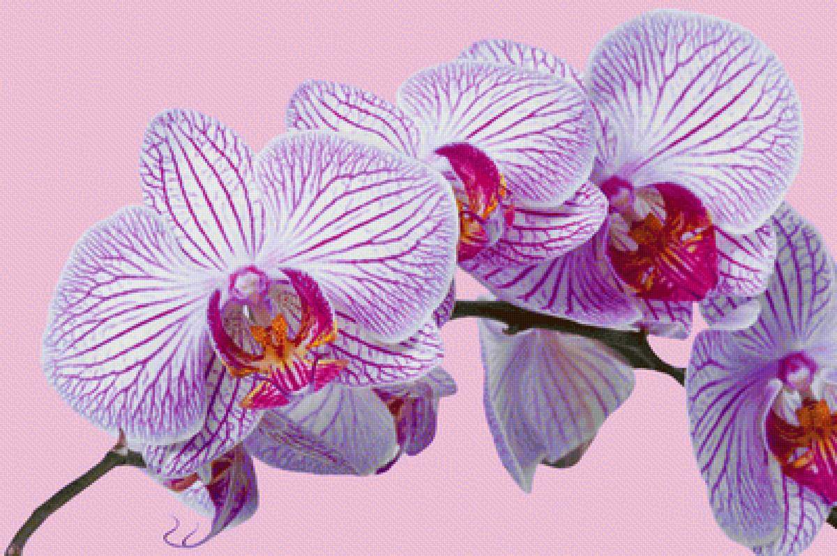 Орхидея - цветы, орхидея - предпросмотр