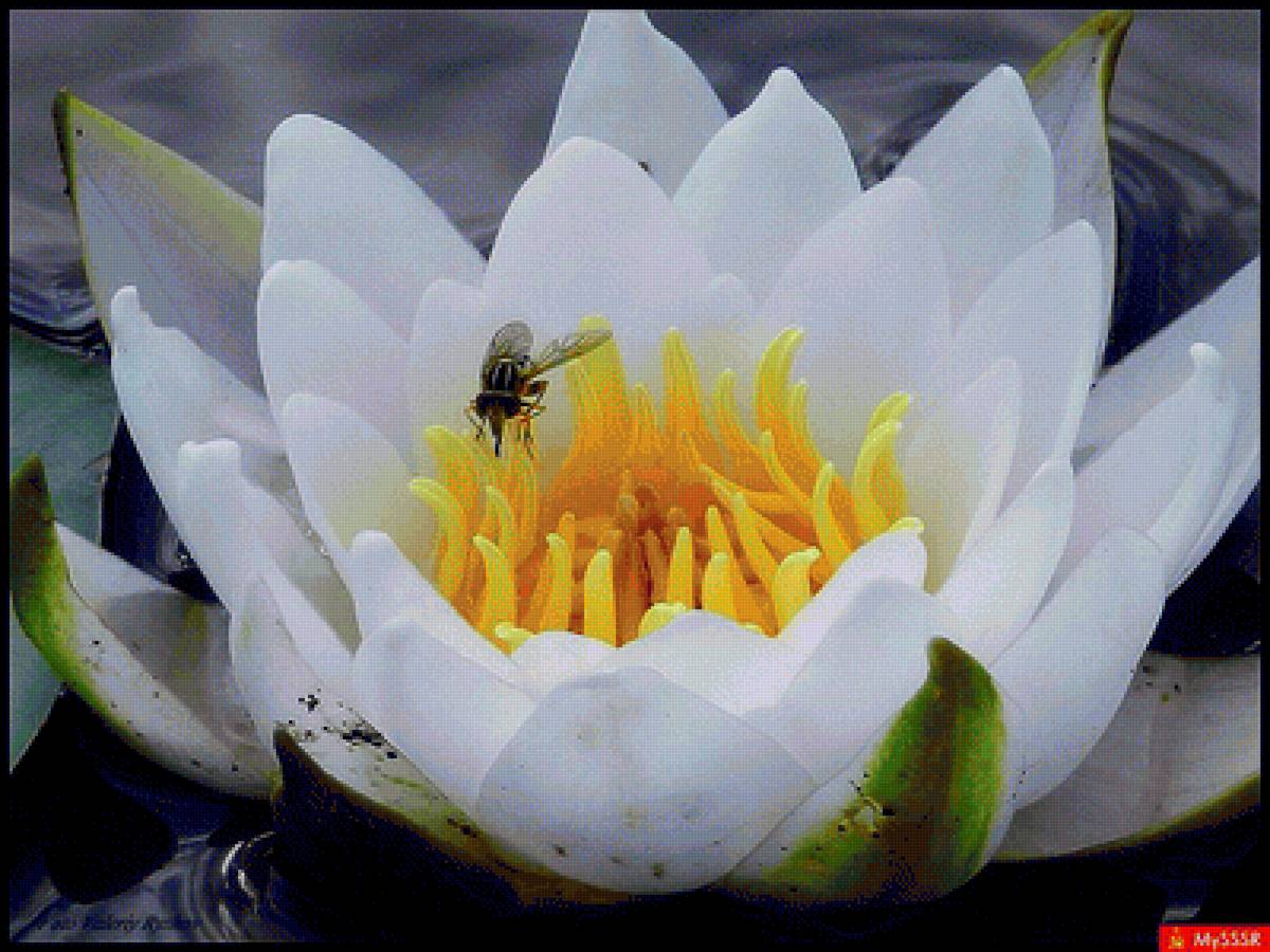 Вынужденная посадка - насекомые, муха, цветы, кувшинка - предпросмотр