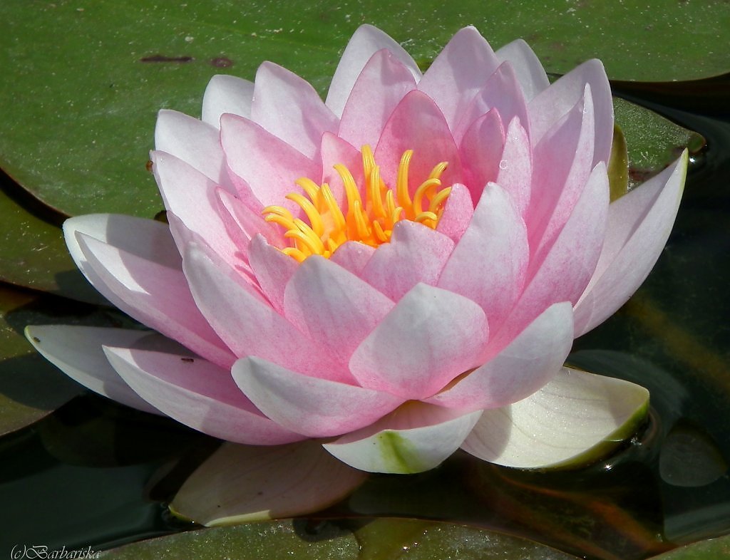 Нежная кувшинка - оригинал